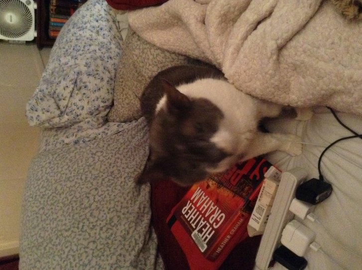 Picture of a cat / kitten / feline