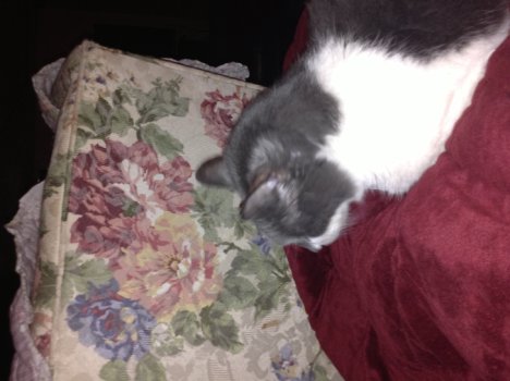 Picture of a cat / kitten / feline