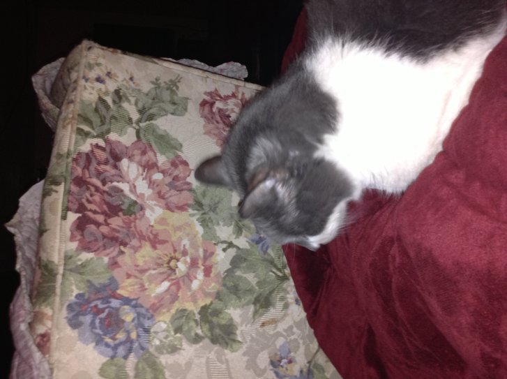 Picture of a cat / kitten / feline