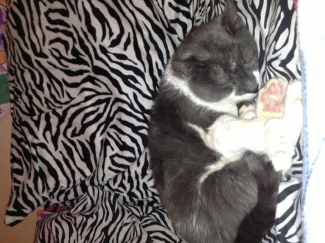 Picture of a cat / kitten / feline