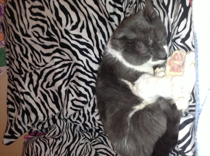 Picture of a cat / kitten / feline