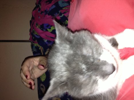 Picture of a cat / kitten / feline