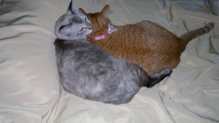 Picture of a cat / kitten / feline