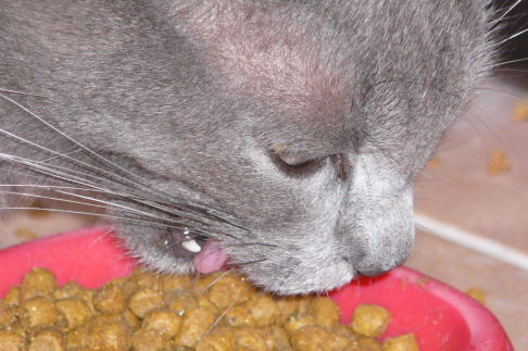 Picture of a cat / kitten / feline