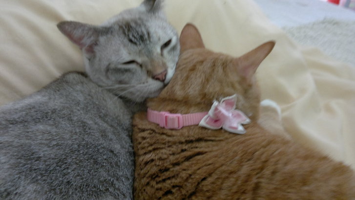 Picture of a cat / kitten / feline