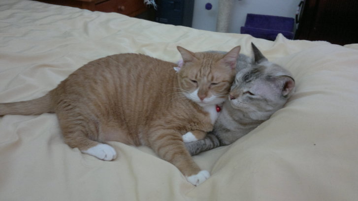 Picture of a cat / kitten / feline