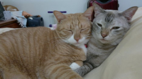 Picture of a cat / kitten / feline