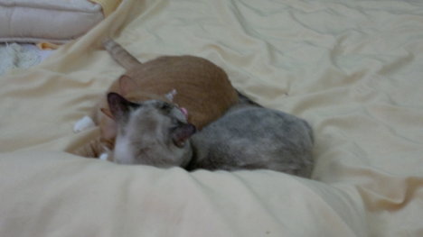 Picture of a cat / kitten / feline