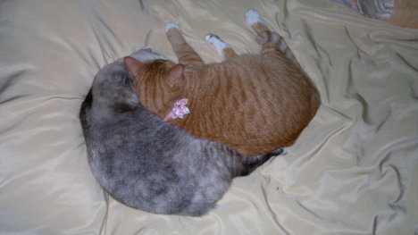 Picture of a cat / kitten / feline
