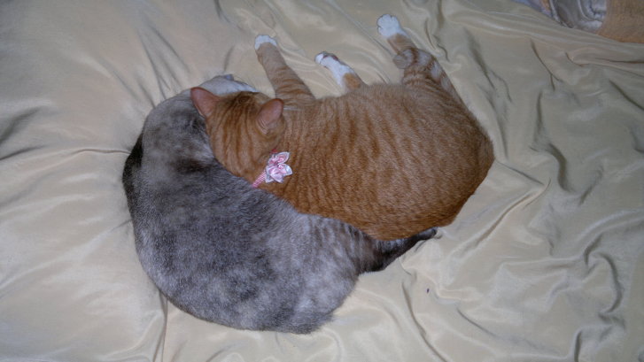Picture of a cat / kitten / feline