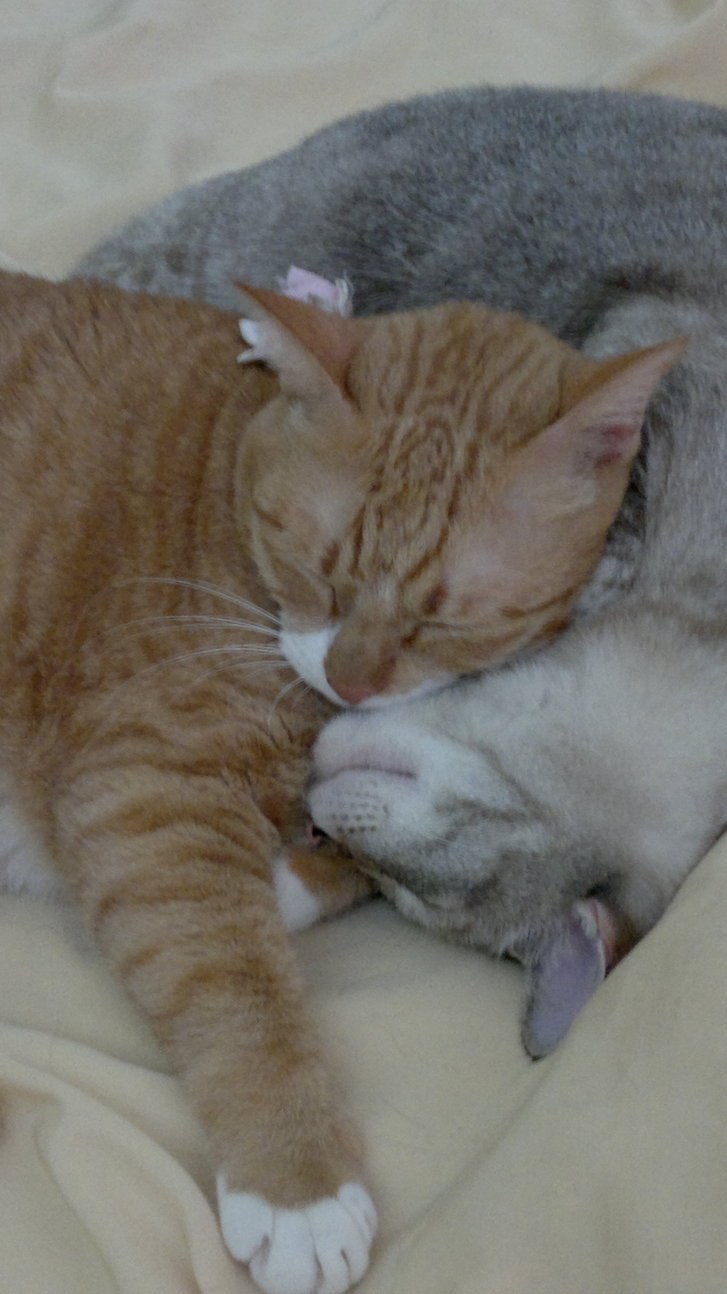 Picture of a cat / kitten / feline