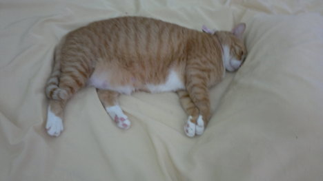 Picture of a cat / kitten / feline