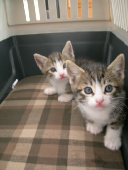 Picture of a cat / kitten / feline