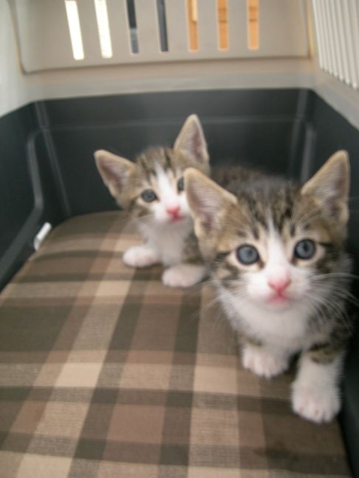 Picture of a cat / kitten / feline