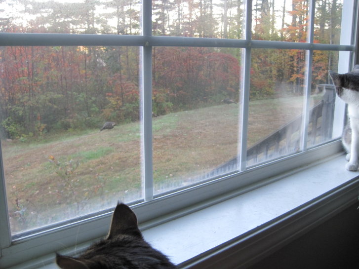 Picture of a cat / kitten / feline