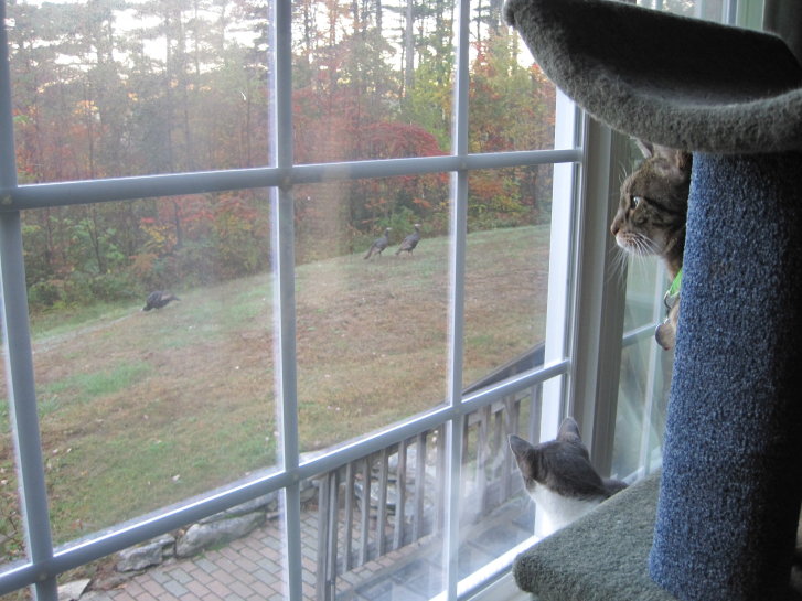 Picture of a cat / kitten / feline