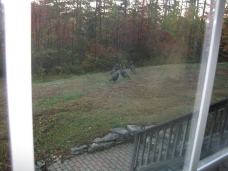 Picture of a cat / kitten / feline