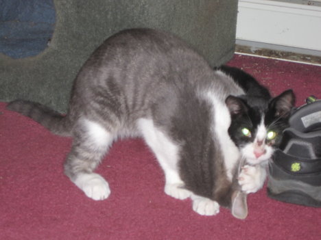 Picture of a cat / kitten / feline