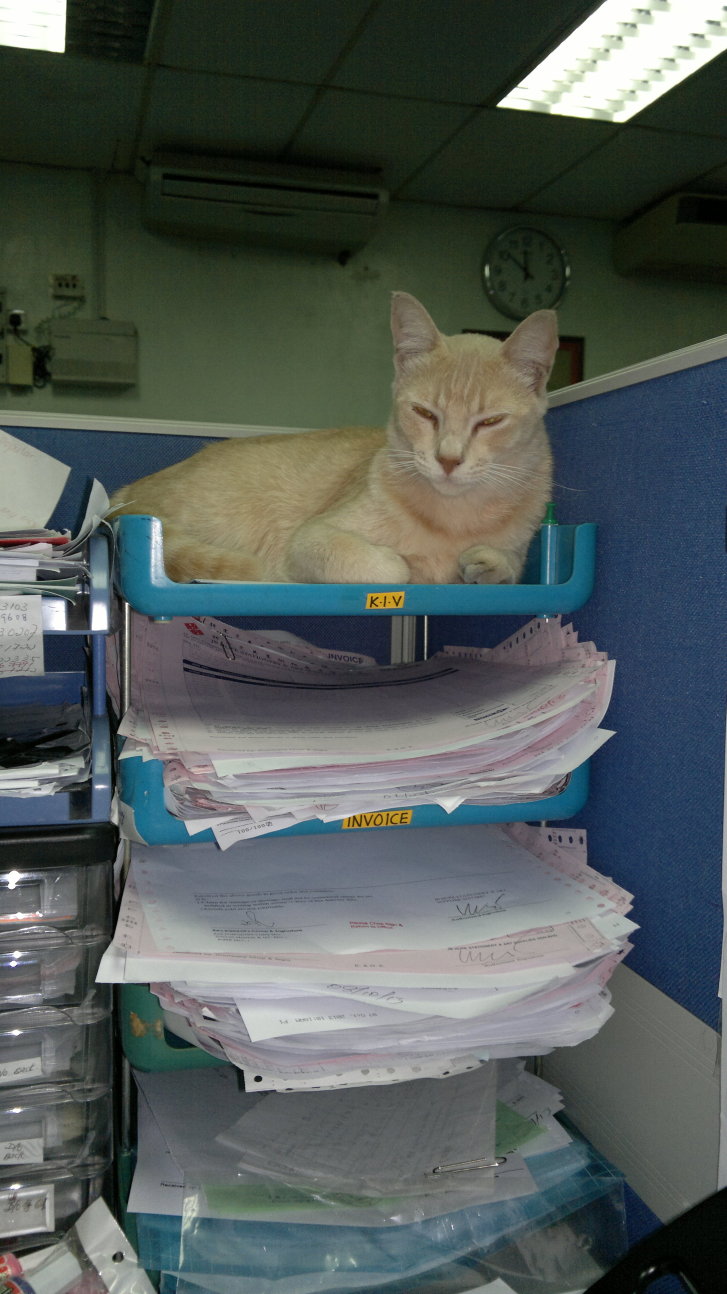 Picture of a cat / kitten / feline