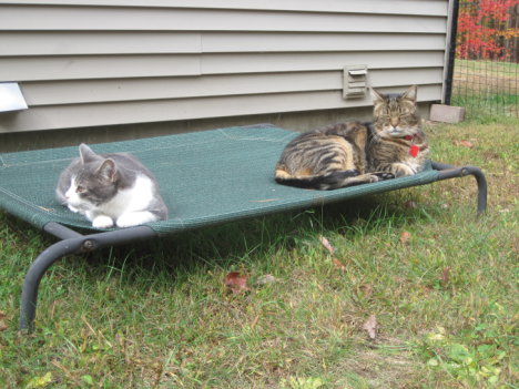 Picture of a cat / kitten / feline