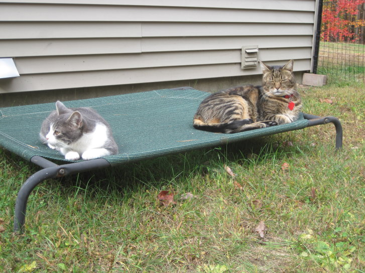 Picture of a cat / kitten / feline