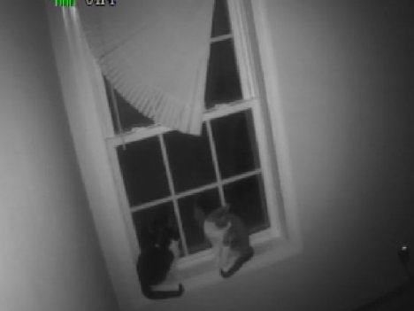 Picture of a cat / kitten / feline