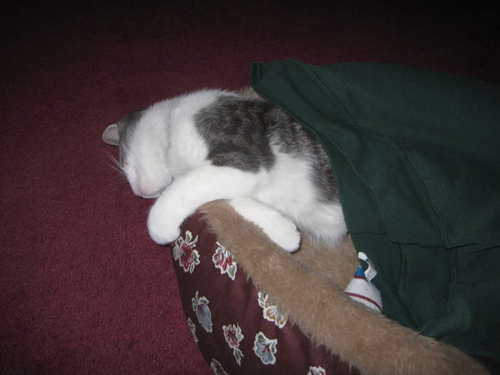 Picture of a cat / kitten / feline