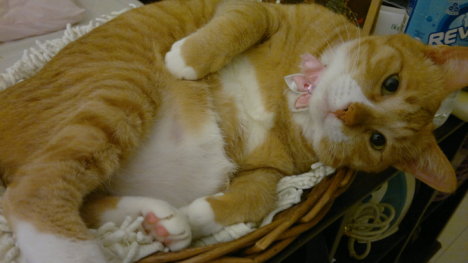 Picture of a cat / kitten / feline