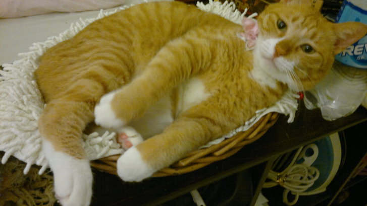 Picture of a cat / kitten / feline