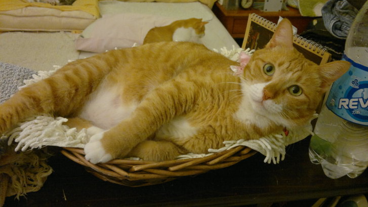 Picture of a cat / kitten / feline