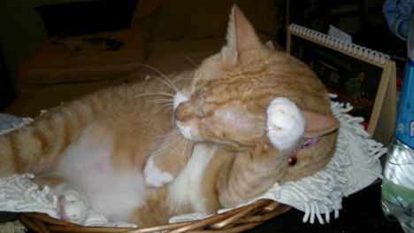 Picture of a cat / kitten / feline