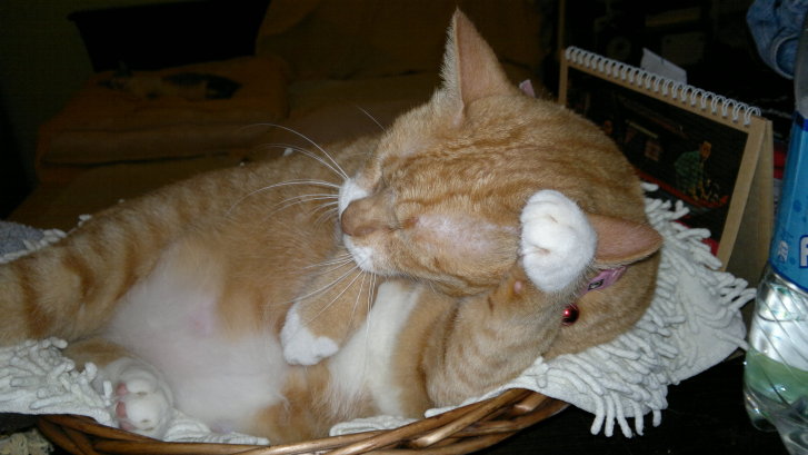 Picture of a cat / kitten / feline