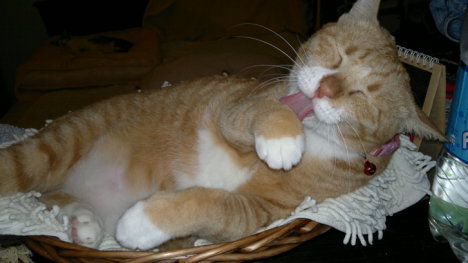 Picture of a cat / kitten / feline