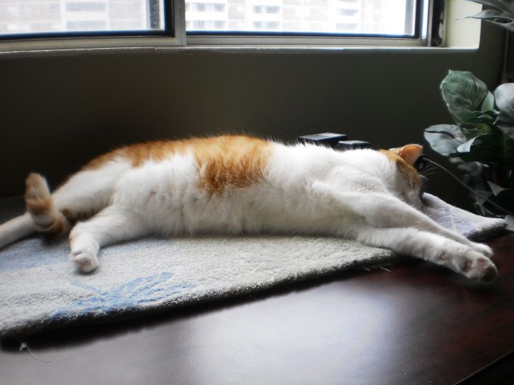 Picture of a cat / kitten / feline