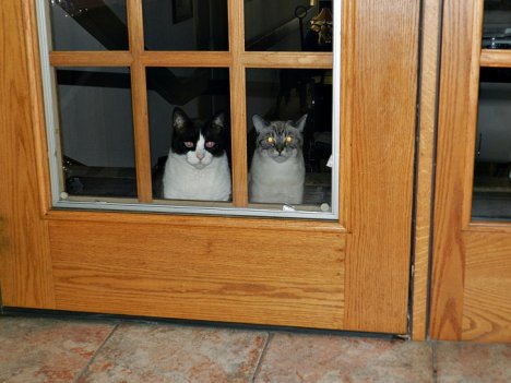 Picture of a cat / kitten / feline