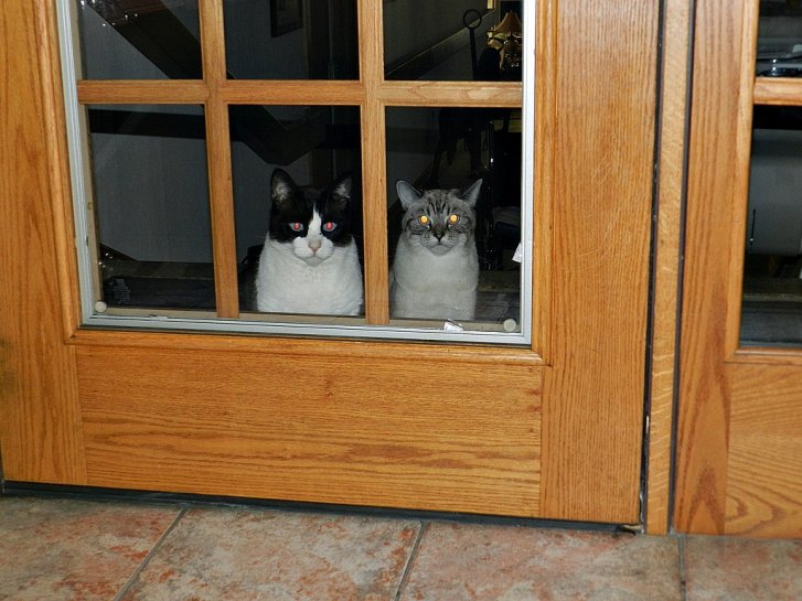 Picture of a cat / kitten / feline