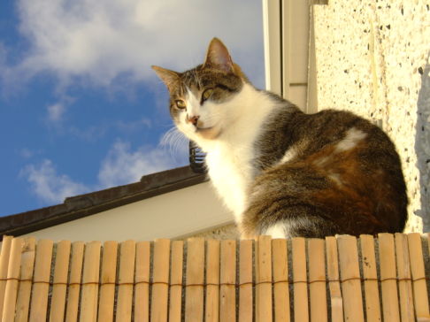 Picture of a cat / kitten / feline