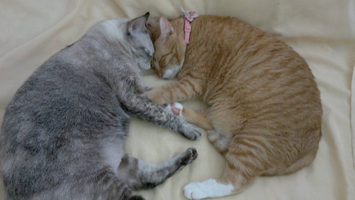 Picture of a cat / kitten / feline