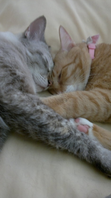 Picture of a cat / kitten / feline