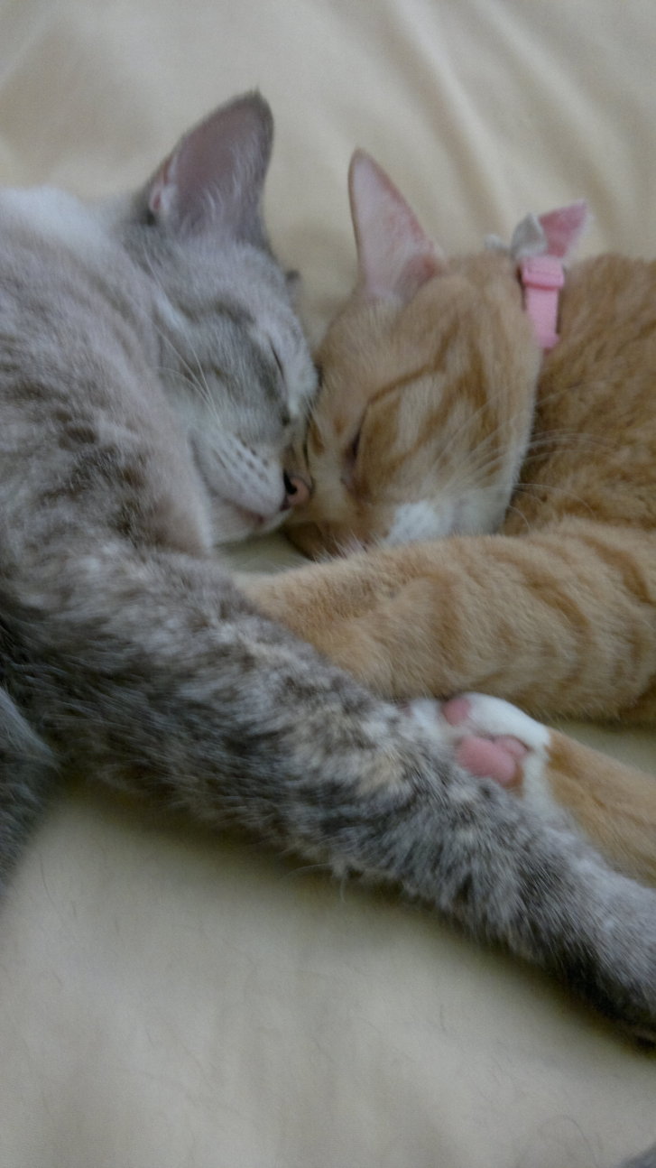 Picture of a cat / kitten / feline