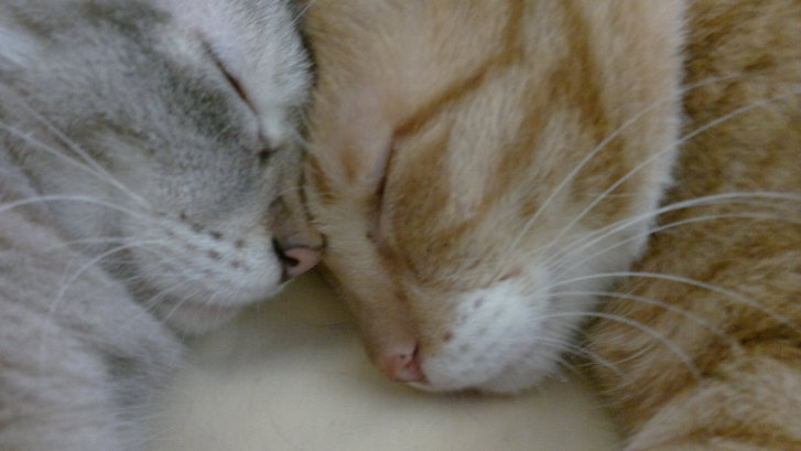 Picture of a cat / kitten / feline