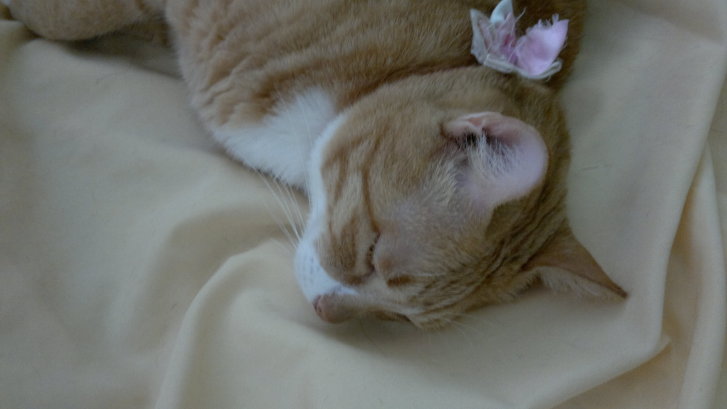 Picture of a cat / kitten / feline