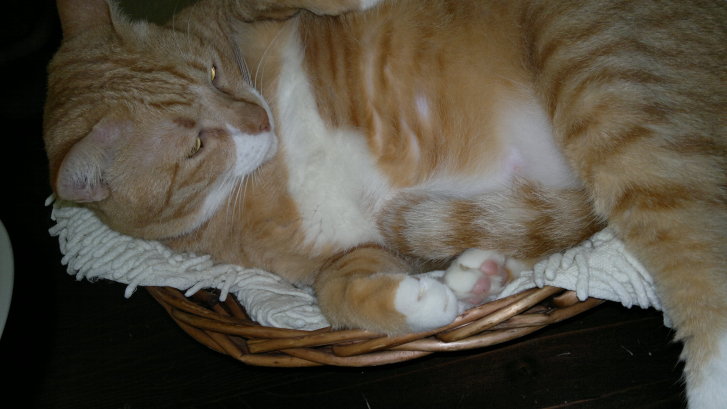 Picture of a cat / kitten / feline