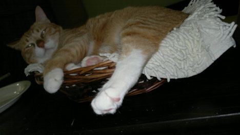 Picture of a cat / kitten / feline