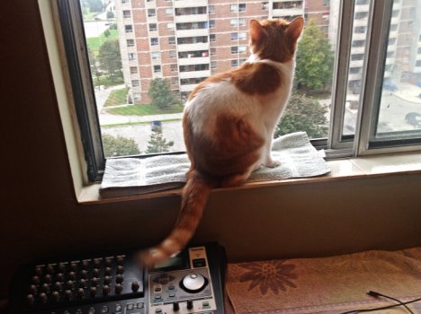 Picture of a cat / kitten / feline