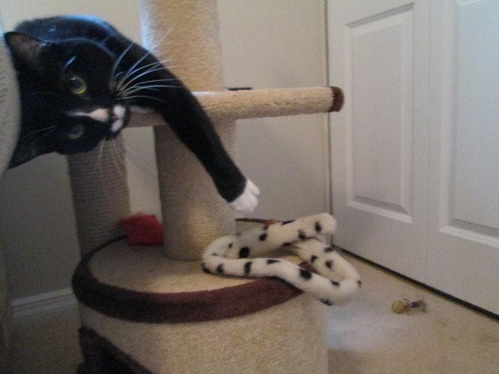 Picture of a cat / kitten / feline