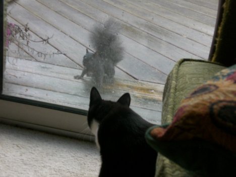 Picture of a cat / kitten / feline