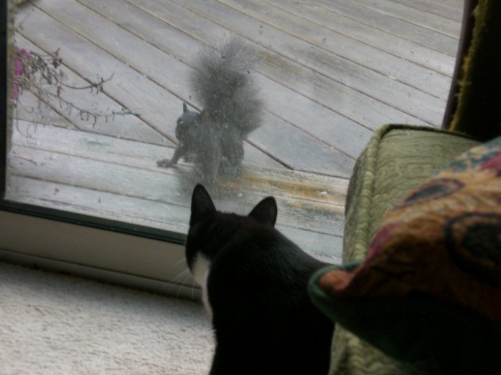 Picture of a cat / kitten / feline