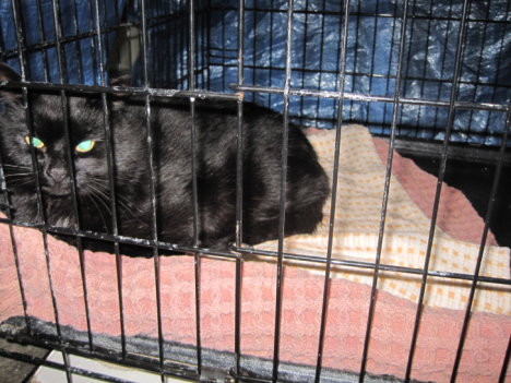 Picture of a cat / kitten / feline