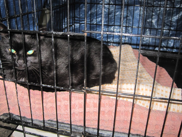 Picture of a cat / kitten / feline